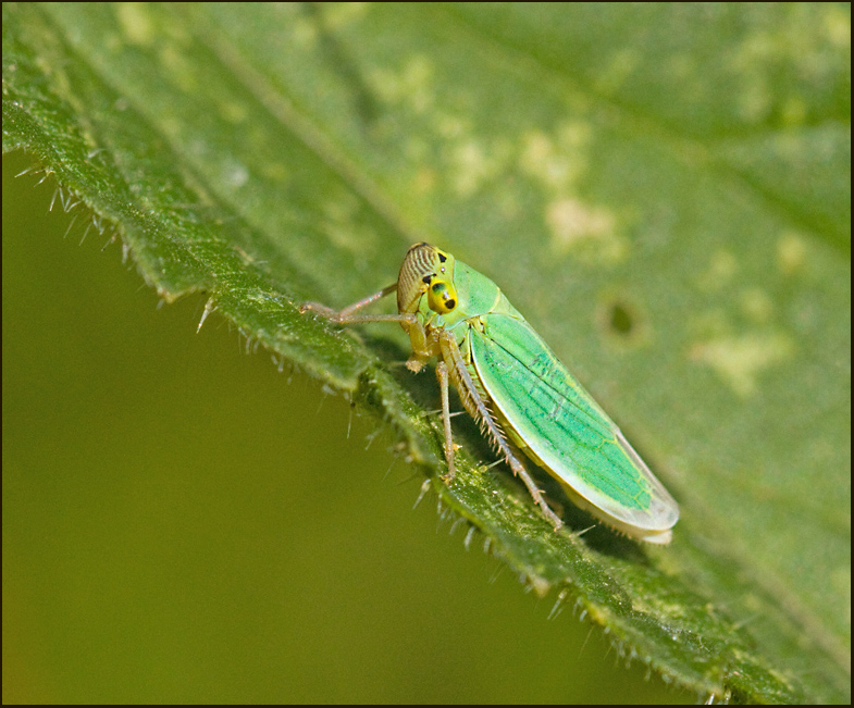 Green Leaf-hopper, Blågrön kärrstrit  (Cicadella viridis).jpg