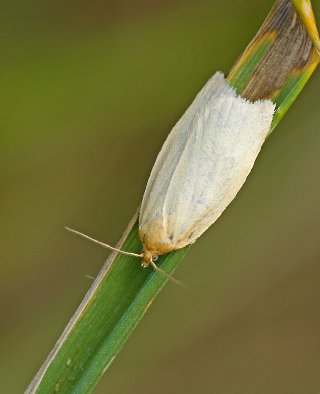 Timothy Tortrix, Timotejbredvecklare (Aphelia paleana).jpg