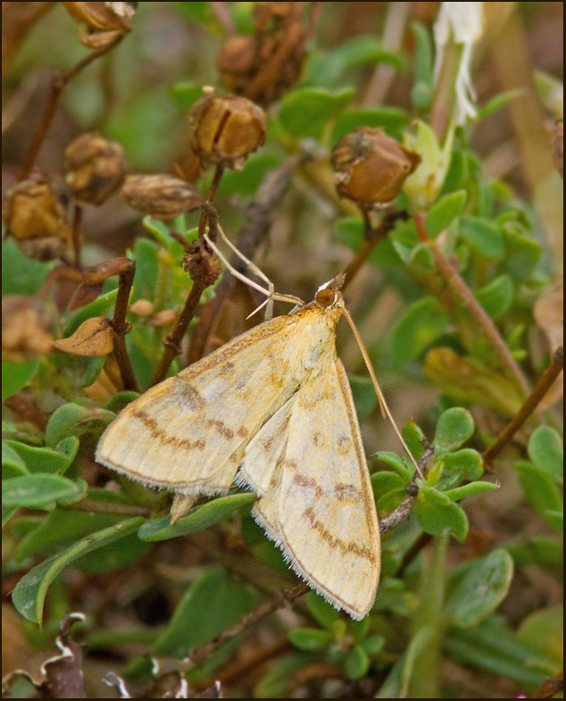 Yellow Pearl, Gyllenängsmott (Mecyna flavalis) .jpg