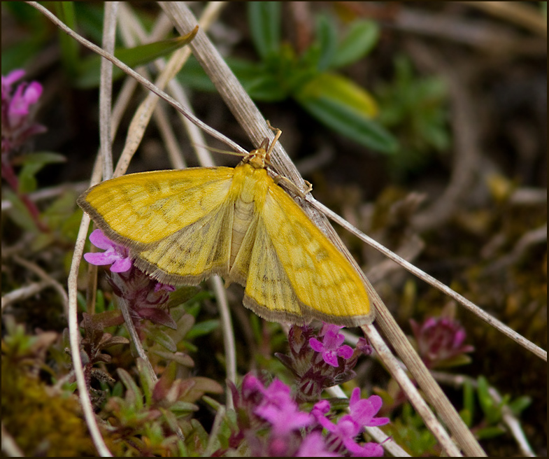 Yellow Pearl, Gyllenängsmott (Mecyna flavalis) .jpg