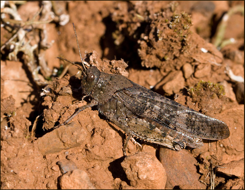 Rosenvingad gräshoppa hona (Bryodema tuberculata) Speckled Grasshopper female.jpg