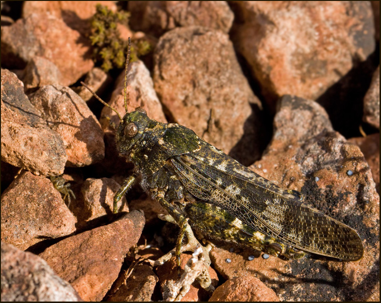 Rosenvingad gräshoppa hane (Bryodema tuberculata) Speckled Grasshopper male.jpg