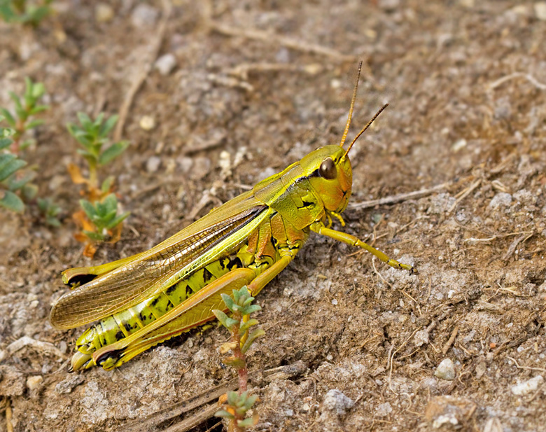 Kärrgräshoppa (Mecostethus grossus) Large Marsh grashopper.jpg