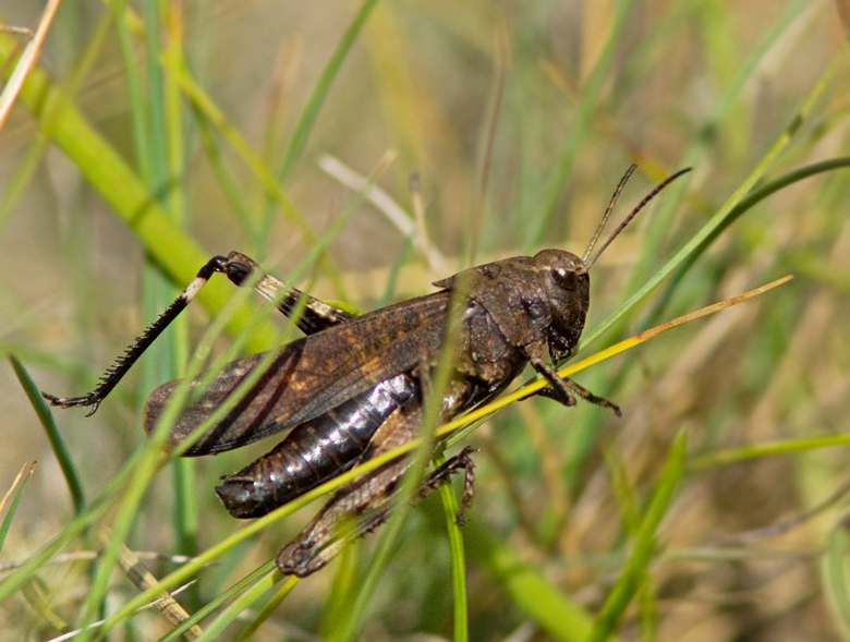 Trumgräshoppa hane(Psophus stridulus) Rattle Grasshopper male.jpg