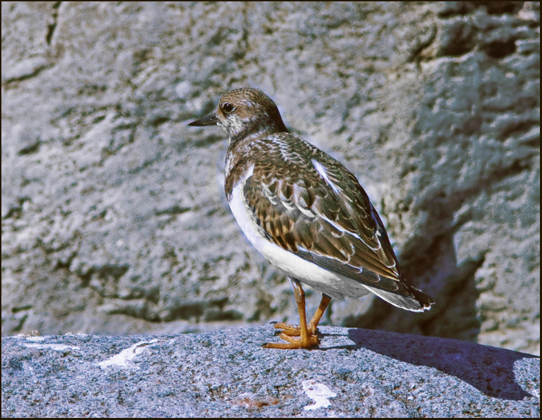 Roskarl  (Arenaria interpres) Turnstone juv.jpg