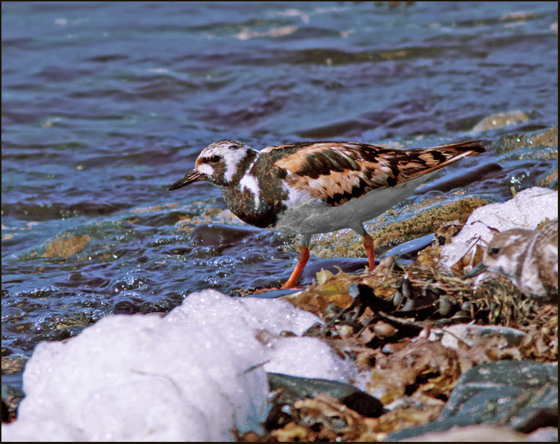 Roskarl  (Arenaria interpres) Turnstone.jpg