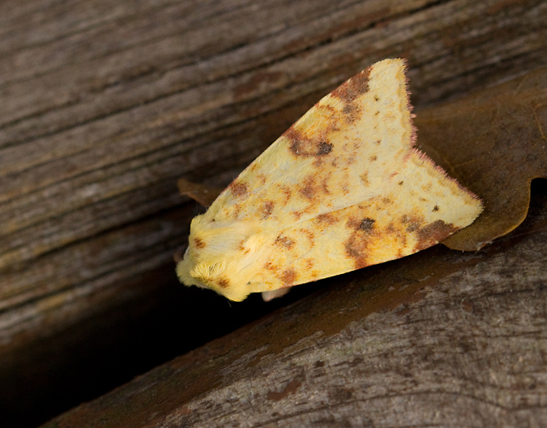 Blekgult gulvingfly (Xanthia icteritia) The Sallow.jpg