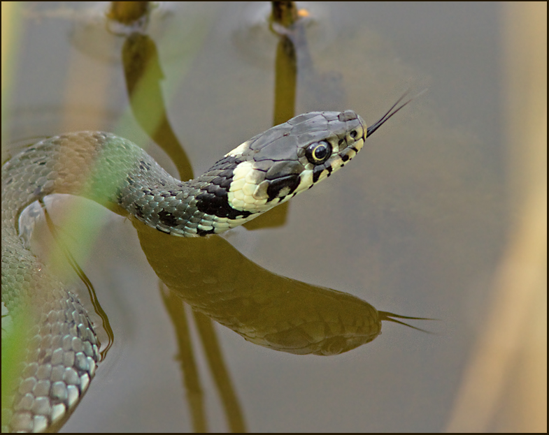  Snok   (Natrix natrix) Grass Snake.jpg