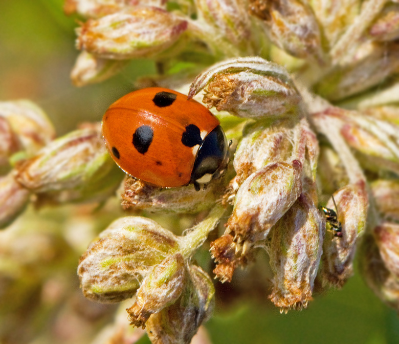 5-spot Ladybird,Femprickig nyckelpiga  (Coccinella quinquepunctata).jpg