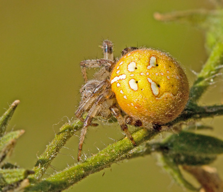 Kvadratspindel (Araneus quadratus) Four-spotted Spider.jpg