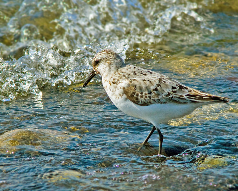 Sanderling, Sandlpare, Calidris alba
