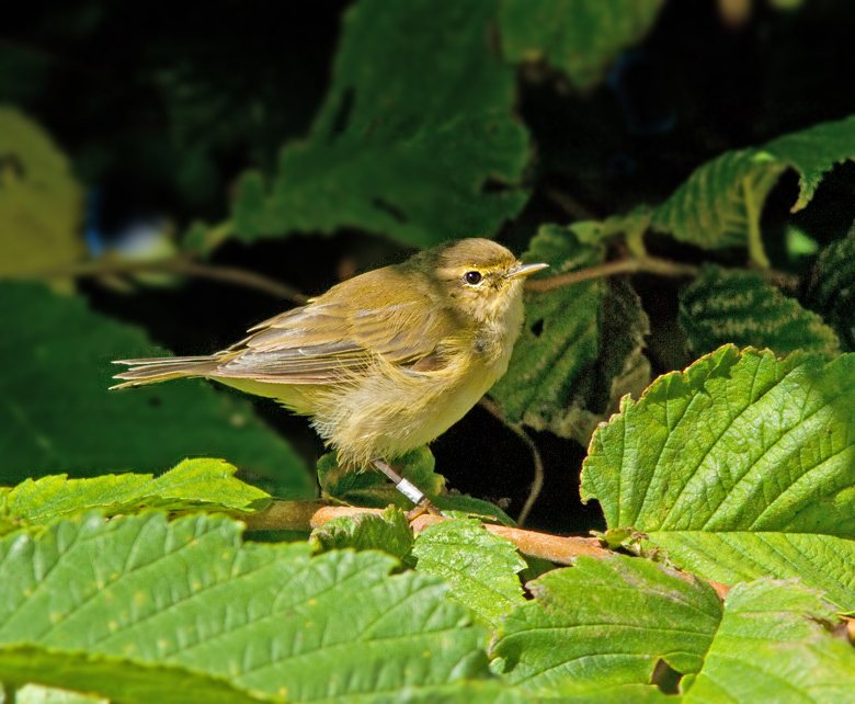Gransångare (Phylloscopus collybita) Chiff-chaff,.jpg