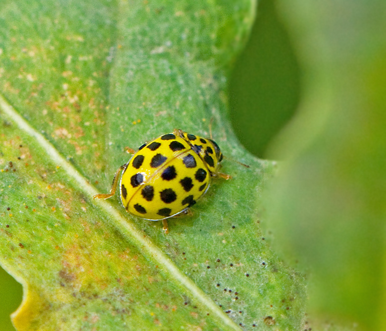 22-spot Ladybird, Tjugotprickig nyckelpiga  (Psyllobora vigintiduopunctata) 22-prickig nyckelpiga.jpg