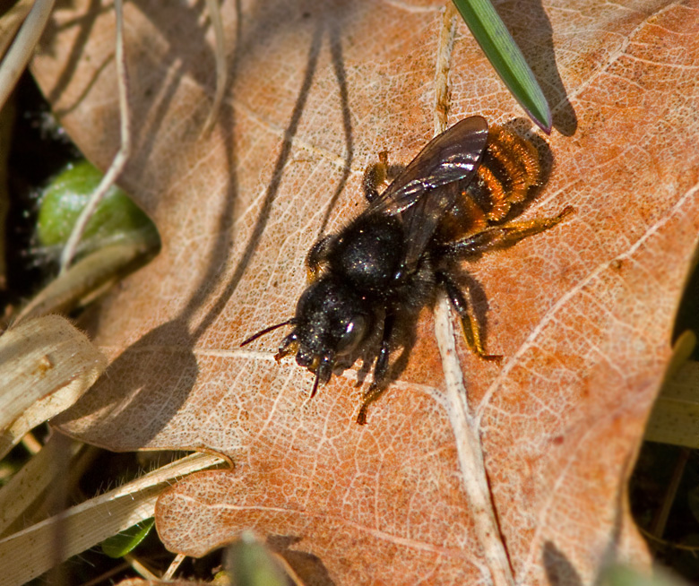  Snckmurarbi (Osmia bicolor) Red-tailed Mason Bee.jpg