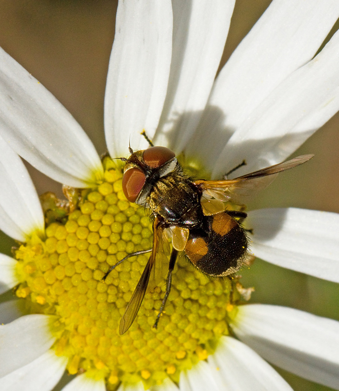 Ectophasia crassipennis female.jpg