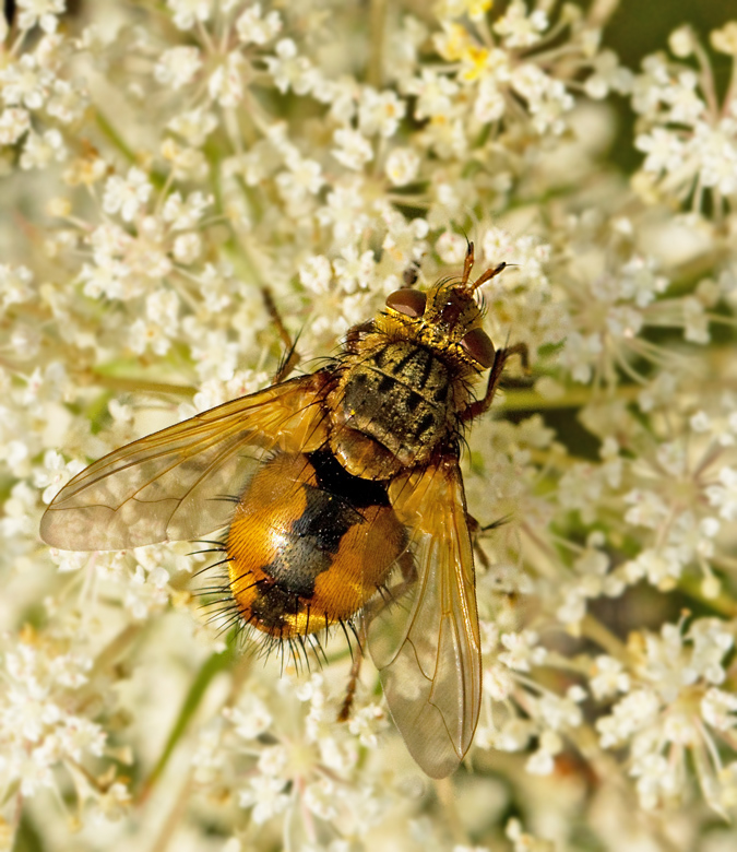 Tachina fera.jpg