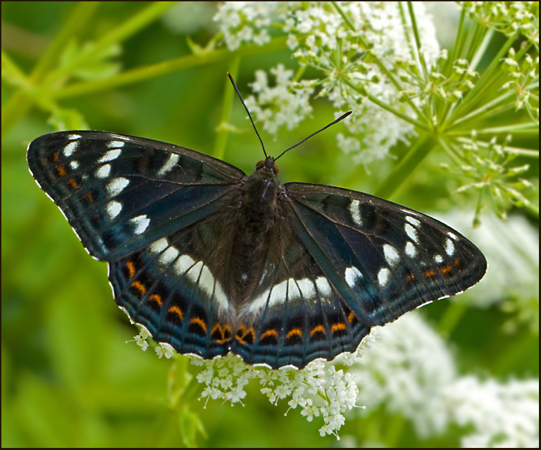 Swedish Nymphalid Butterflies