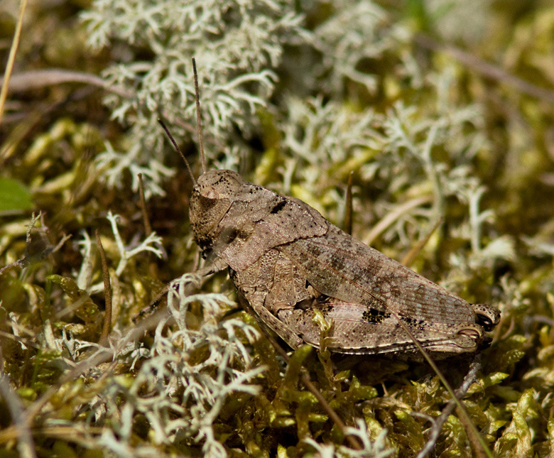 Trumgräshoppa hona (Psophus stridulus) Rattle Grasshopper female.jpg
