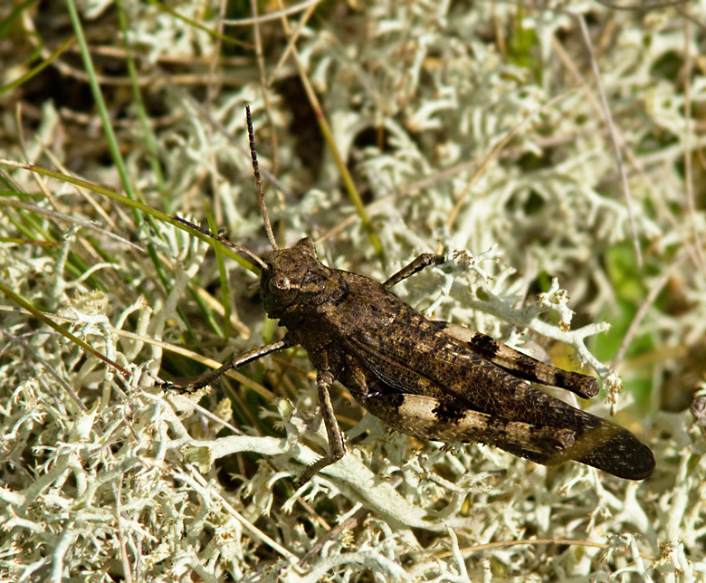 Trumgräshoppa hane (Psophus stridulus) Rattle Grasshopper male.jpg