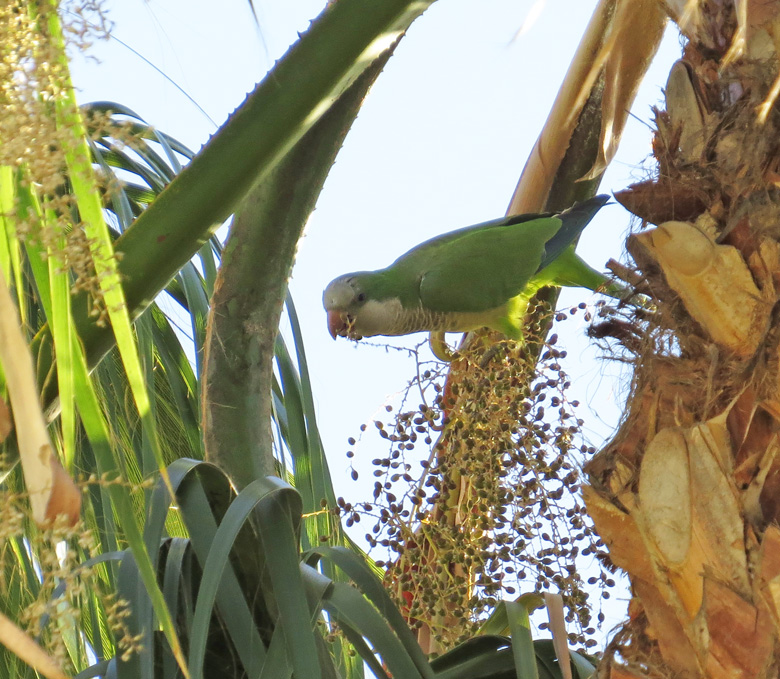 Munkparakit, Monk Parakeet (Myopsitta monachus)