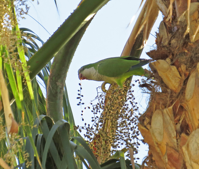 Munkparakit, Monk Parakeet (Myopsitta monachus)