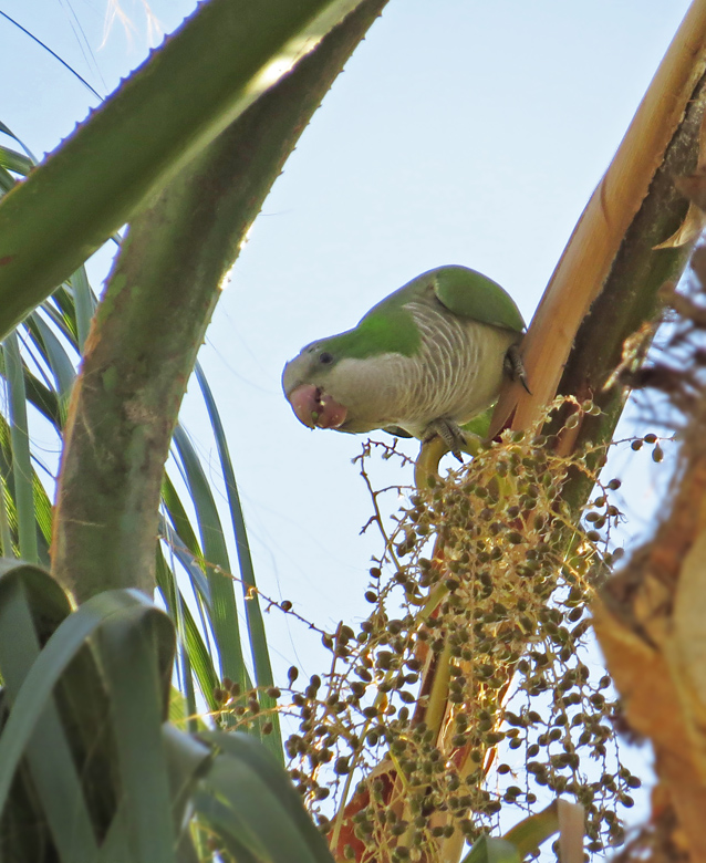 Munkparakit, Monk Parakeet (Myopsitta monachus)