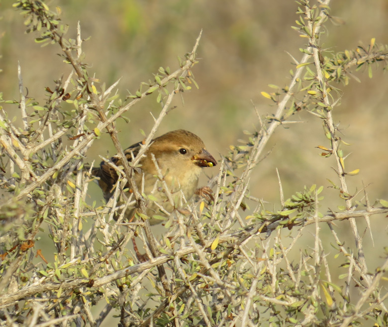 Female House/Spanish Sparrow (Passer domesticus/hispanica)