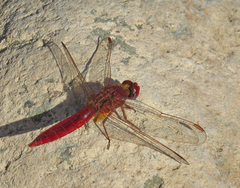 Broad Scarlet male (Crocothemis erythraea).jpg