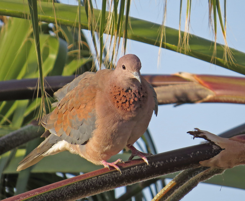 Palmduva, Laughing Dove (Streptopelia senegalensis).jpg