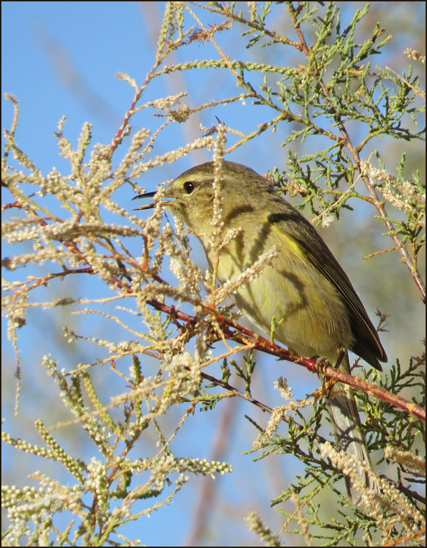 Kanariegransngare, Canary Island Chiffchaff (Phylloscopus canariensis).jpg