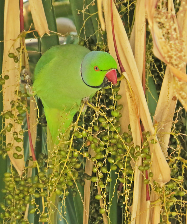 Halsbandparakit, Ring-necked Parakeet male (Psittacula krameri).jpg