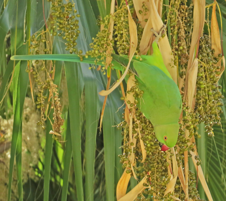 Halsbandparakit, Ring-necked Parakeet female (Psittacula krameri).jpg