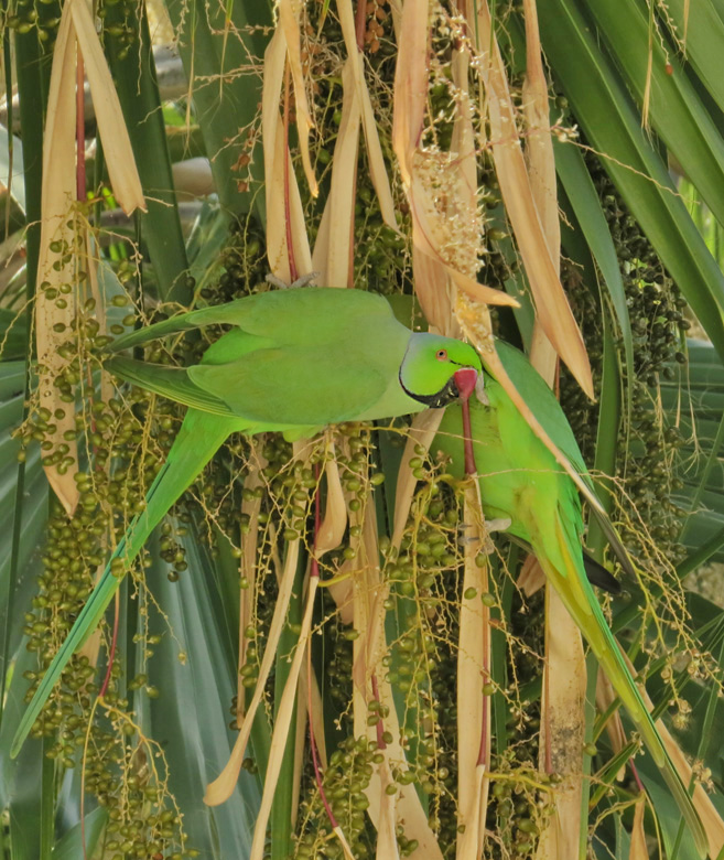 Halsbandparakit, Ring-necked Parakeet (Psittacula krameri).jpg