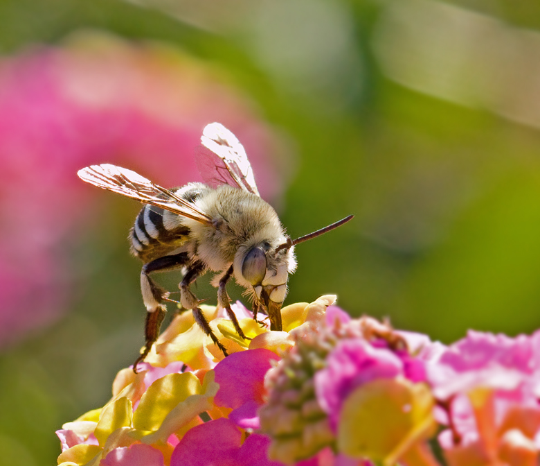 White-barred Digger Bee (Amegilla quadrifasciata).jpg