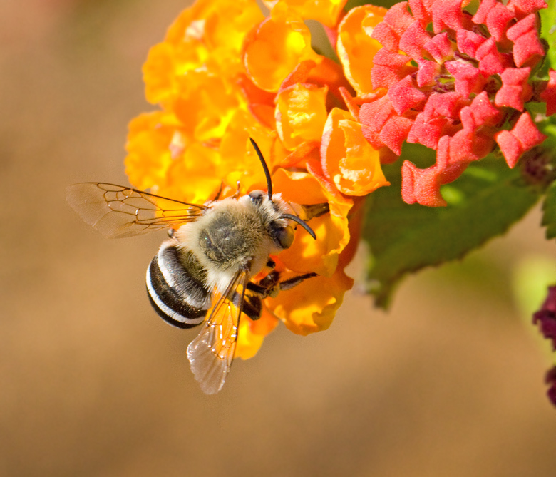 White-barred Digger Bee (Amegilla quadrifasciata).jpg