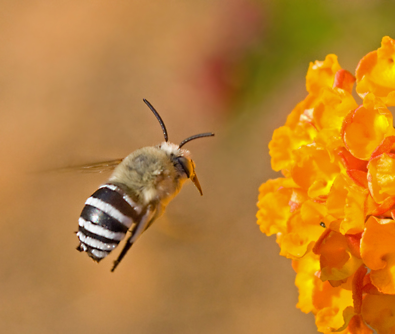 White-barred Digger Bee (Amegilla quadrifasciata).jpg
