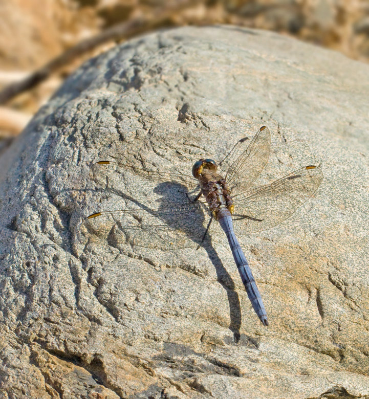 The Dragonflies of Gran Canaria