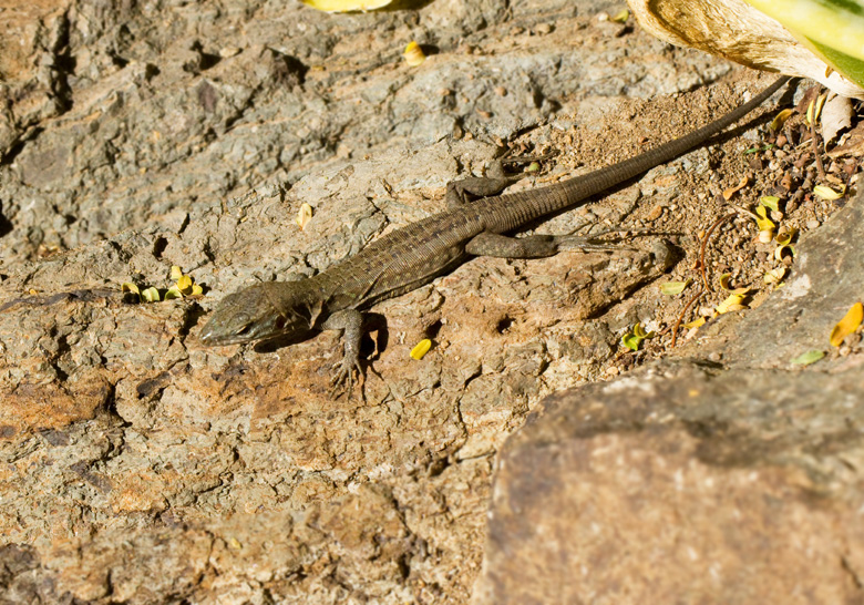 Jttekanariedla, Giant Canary Lizard juvenile (Gallotia stehlini).jpg