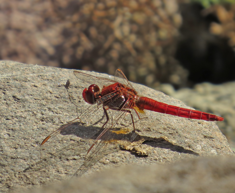 Broad Scarlet male (Crocothemis erythraea).jpg