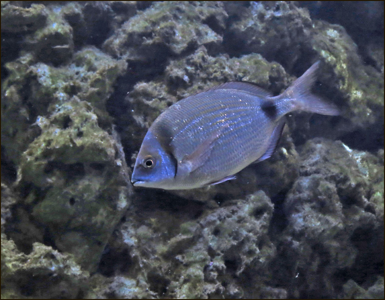 Damselfish?.jpg