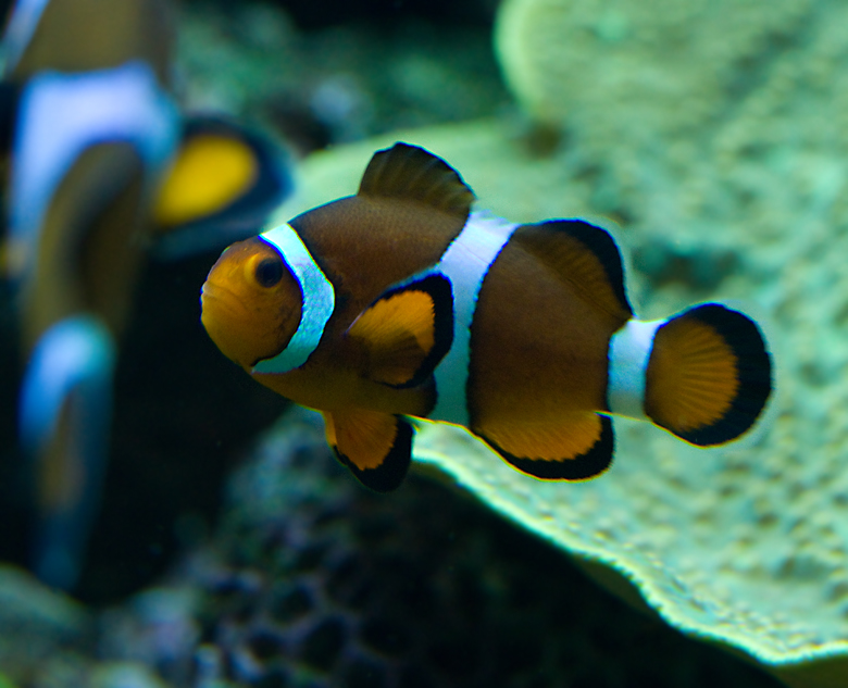 Percula Clownfish 2.jpg