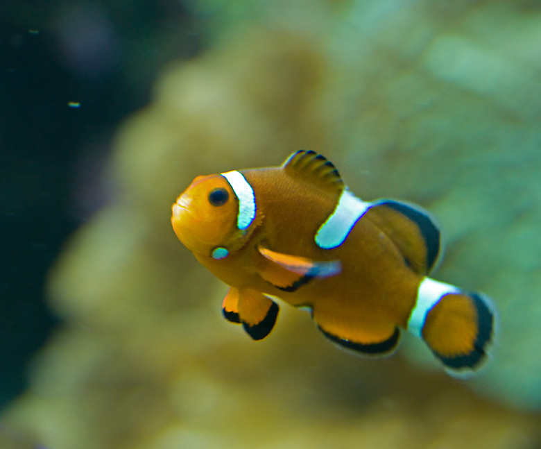 Percula Clownfish.jpg