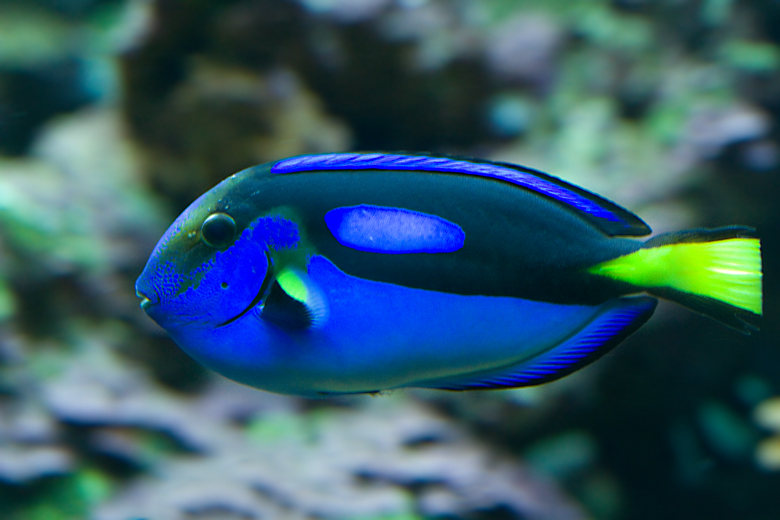 Regal Tang.jpg