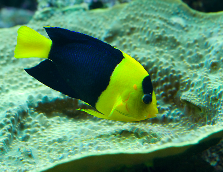 Rock Beauty Angelfish.jpg