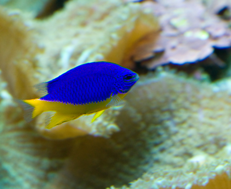 Yellow Belly Damselfish.jpg