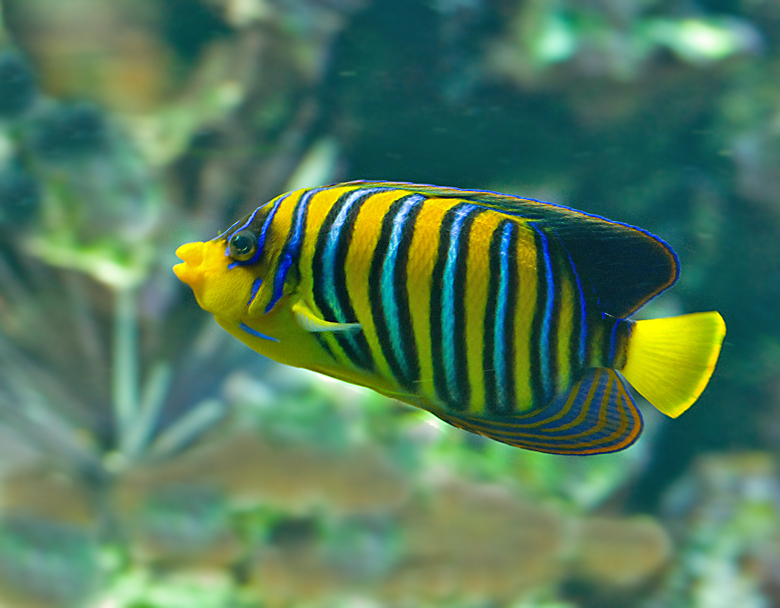 Regal Angelfish .jpg