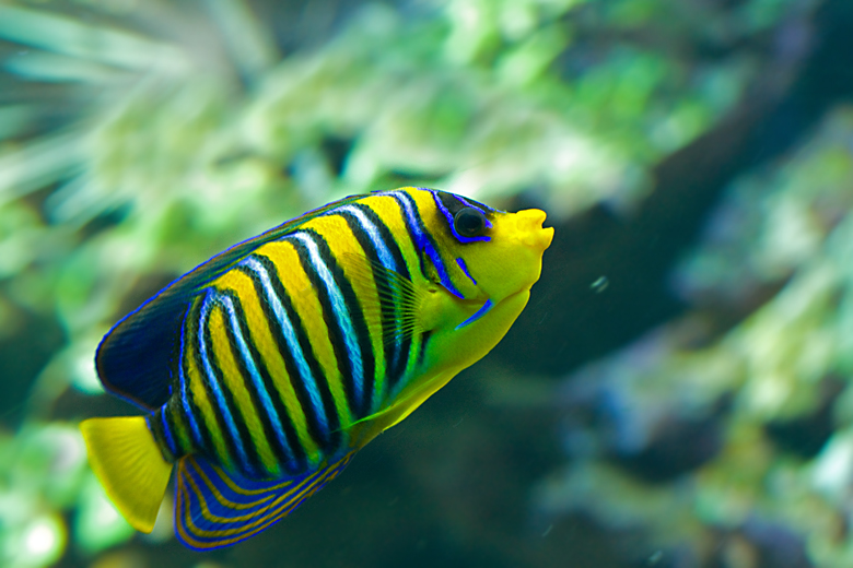 Regal Angelfish.jpg