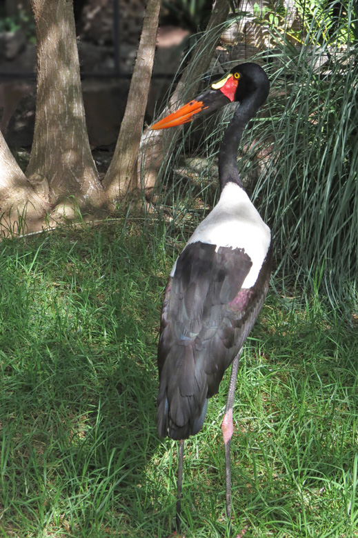 Saddle-billed Stork female.jpg