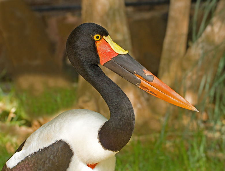 Saddle-billed Stork female.jpg