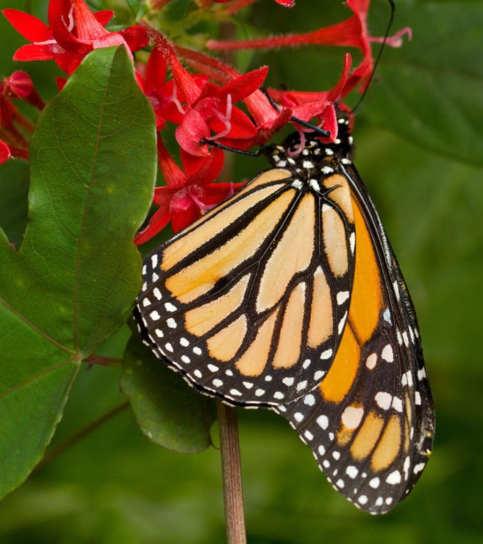 Monarch (Danaus plexippus).jpg
